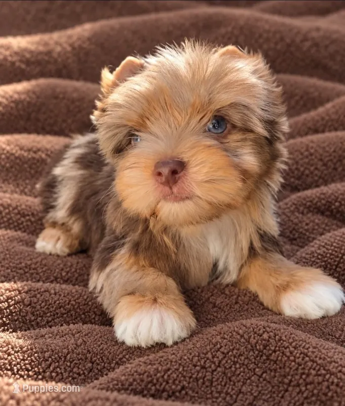 Zevs – Yorkshire Terrier puppy for sale in North Providence, RI