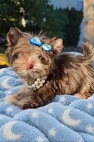 Princess Luna 🌙by. Biewerlux, a female Yorkshire Terrier for sale in North Providence, RI – 3 of 4