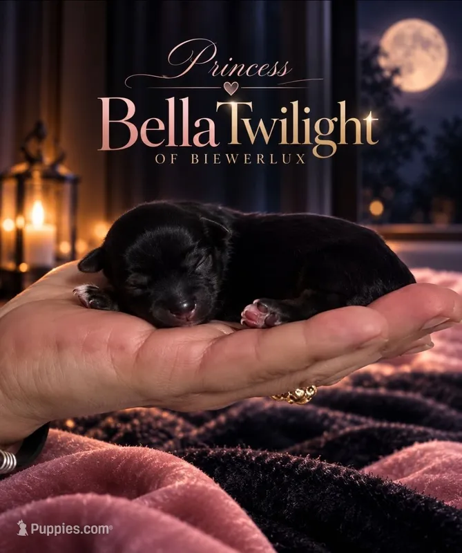 Princess BellaTwilight – Yorkshire Terrier puppy for sale in North Providence, RI
