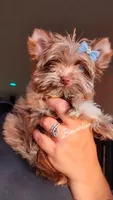 Princess Luna 🌙by. Biewerlux, a female Yorkshire Terrier for sale in North Providence, RI – 4 of 4