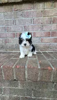 Onix, a male Biewer for sale in North Providence, RI – 8 of 8