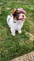 Mérida , a female Biewer for sale in North Providence, RI – 6 of 7