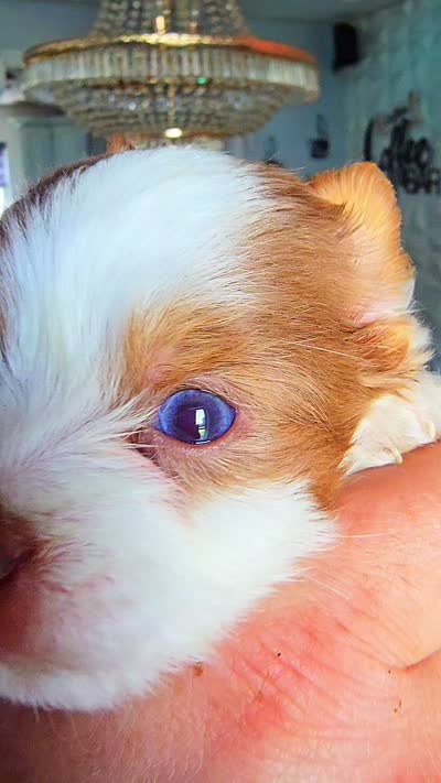 Sunny, a male Biewer for sale in North Providence, RI – 4 of 5