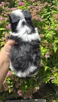 Onix, a male Biewer for sale in North Providence, RI – 3 of 8