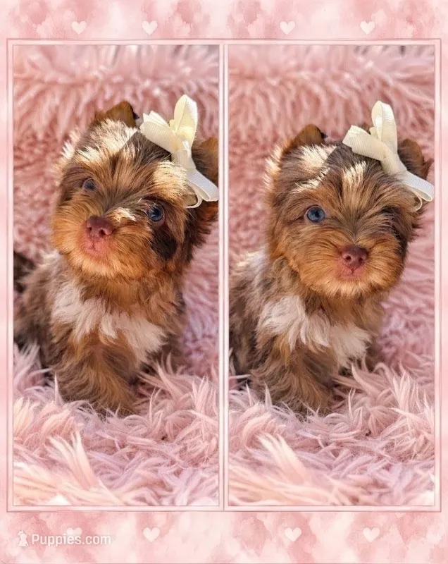 Princess Lyra By.Biewerlux – Yorkshire Terrier puppy for sale in North Providence, RI