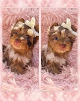 Princess Lyra By.Biewerlux, a female Yorkshire Terrier for sale in North Providence, RI – 1 of 2