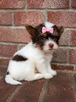 Mérida , a female Biewer for sale in North Providence, RI – 4 of 7