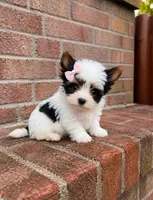 BellaBoo , a female Biewer for sale in North Providence, RI – 2 of 3