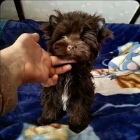 Nutella, a female Yorkshire Terrier for sale in North Providence, RI – 4 of 6