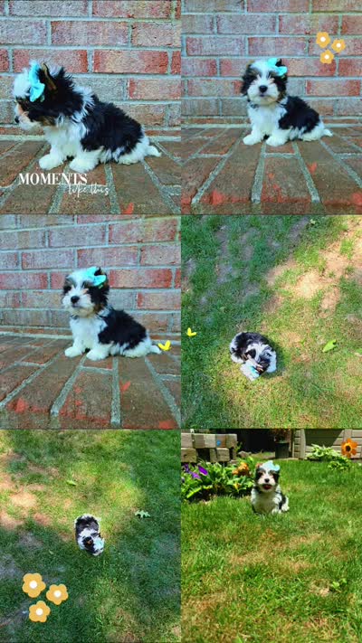 Onix, a male Biewer for sale in North Providence, RI – 7 of 8