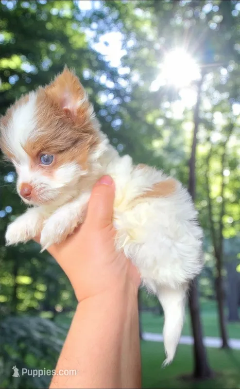 Sunny – Biewer puppy for sale in North Providence, RI