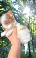Sunny, a male Biewer for sale in North Providence, RI – 1 of 5