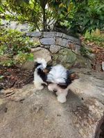 Onix, a male Biewer for sale in North Providence, RI – 9 of 10