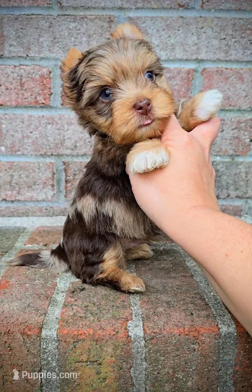 Zevs – Yorkshire Terrier puppy for sale in North Providence, RI