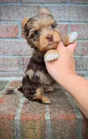 Zevs, a male Yorkshire Terrier for sale in North Providence, RI – 1 of 3