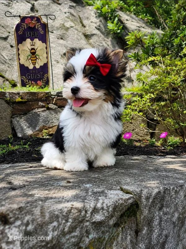 Onix – Biewer puppy for sale in North Providence, RI