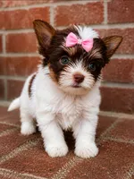 Mérida , a female Biewer for sale in North Providence, RI – 1 of 7