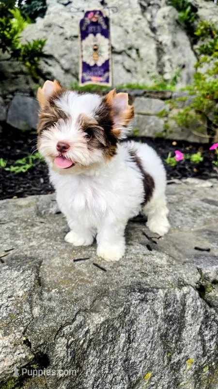 Aurora – Biewer puppy for sale in North Providence, RI