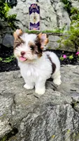 Aurora, a female Biewer for sale in North Providence, RI – 1 of 6