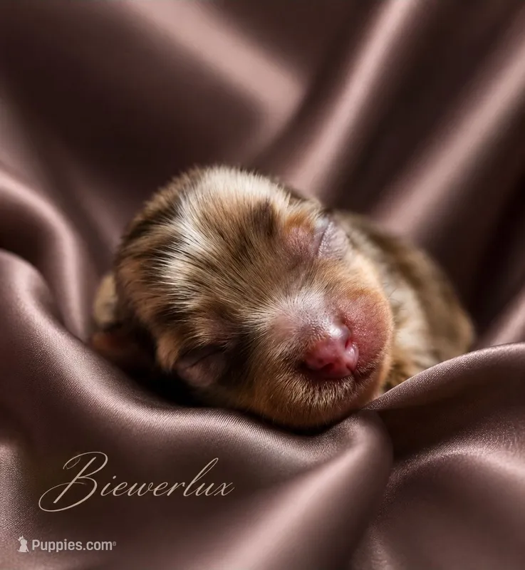 Prince Zevs of Biewerlux – Yorkshire Terrier puppy for sale in North Providence, RI