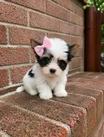 BellaBoo , a female Biewer for sale in North Providence, RI – 3 of 3