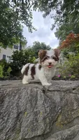 Aurora, a female Biewer for sale in North Providence, RI – 5 of 6