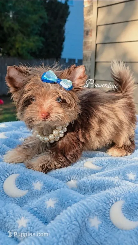 Princess Luna 🌙by. Biewerlux – Yorkshire Terrier puppy for sale in North Providence, RI