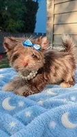 Princess Luna 🌙by. Biewerlux, a female Yorkshire Terrier for sale in North Providence, RI – 1 of 4