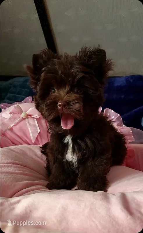 Nutella – Yorkshire Terrier puppy for sale in North Providence, RI