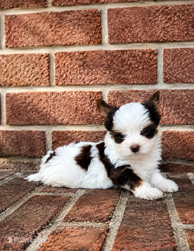 Royce – Biewer puppy for sale in North Providence, RI