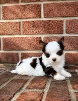 Royce , a male Biewer for sale in North Providence, RI – 3 of 3