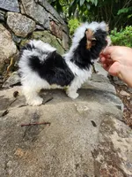Onix, a male Biewer for sale in North Providence, RI – 10 of 10