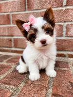 Aurora , a female Biewer for sale in North Providence, RI – 3 of 3
