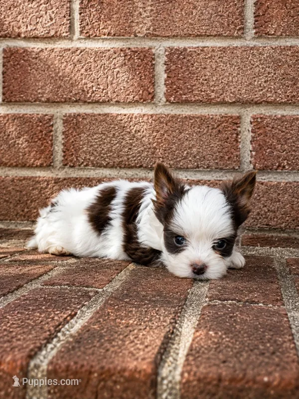 Royce  – Biewer puppy for sale in North Providence, RI