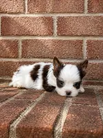 Royce , a male Biewer for sale in North Providence, RI – 1 of 3