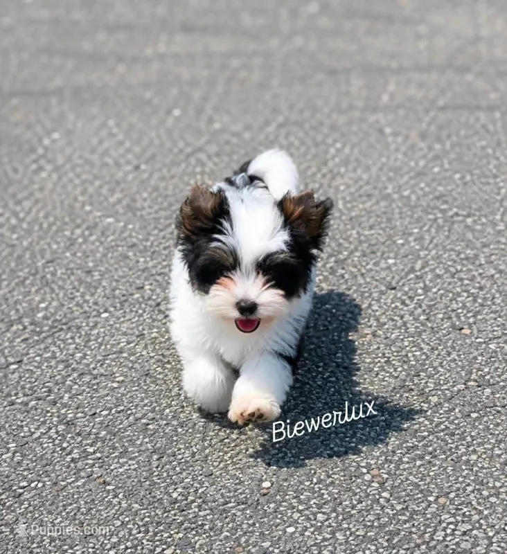 Onix – Biewer puppy for sale in North Providence, RI