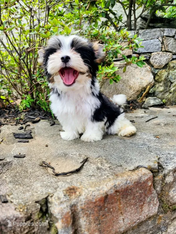 Onix – Biewer puppy for sale in North Providence, RI