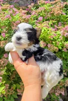 Onix, a male Biewer for sale in North Providence, RI – 1 of 8