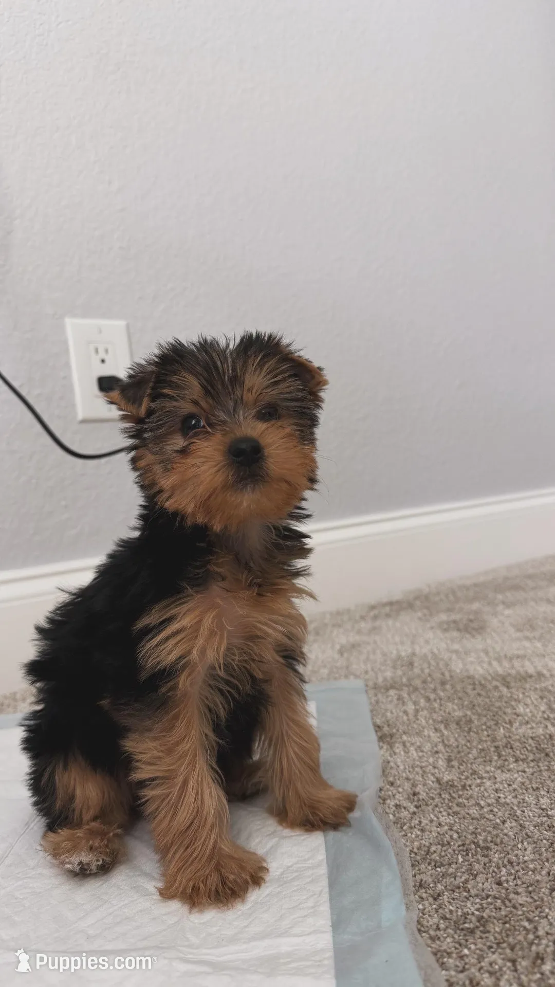 Sophie – Yorkshire Terrier puppy for sale in Grapevine, TX