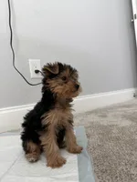 Sophie, a female Yorkshire Terrier for sale in Grapevine, TX – Photo 2 of 6