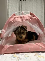 Sophie, a female Yorkshire Terrier for sale in Grapevine, TX – Photo 5 of 6