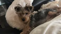 Sophie, a female Yorkshire Terrier for sale in Grapevine, TX – Photo 3 of 6