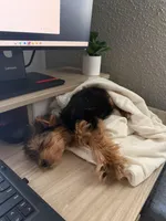 Sophie, a female Yorkshire Terrier for sale in Grapevine, TX – Photo 6 of 6