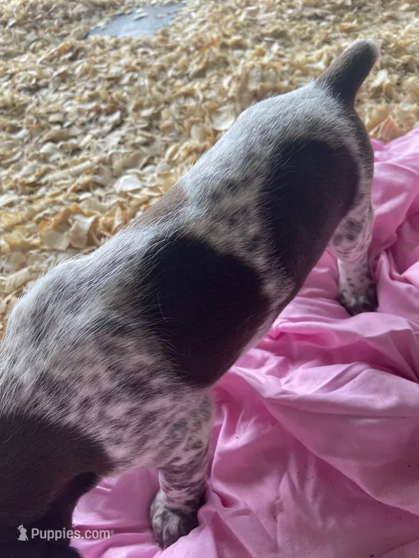 Puppy – German Shorthaired Pointer puppy for sale in Opelousas, LA