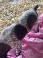 Puppy, a female German Shorthaired Pointer for sale in Opelousas, LA – 1 of 2