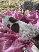 Puppy, a female German Shorthaired Pointer for sale in Opelousas, LA – 2 of 2