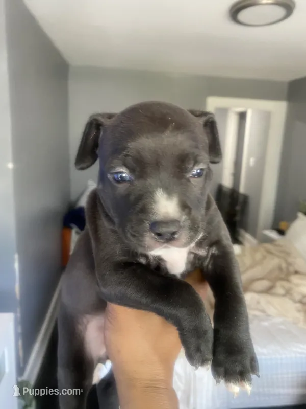 Ms majenta – American Bully, American Pit Bull Terrier puppy for sale in Albany, NY