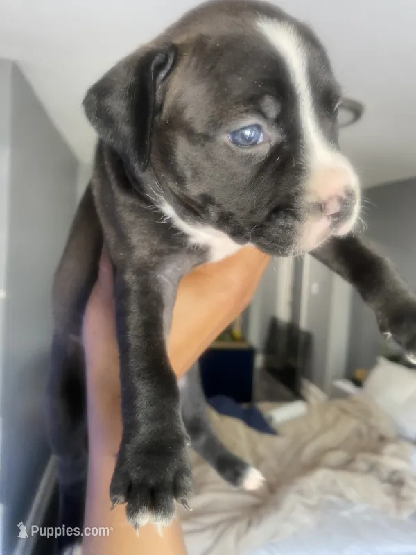 Ms pink – American Bully, American Pit Bull Terrier puppy for sale in Albany, NY