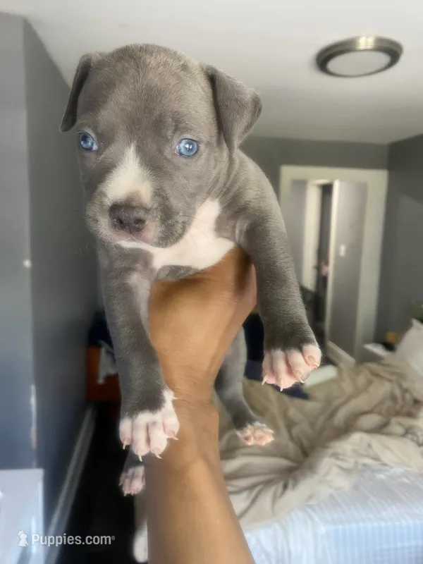 Mr brown – American Bully, American Pit Bull Terrier puppy for sale in Albany, NY