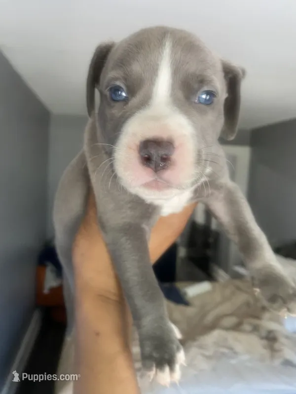 Mr grey – American Bully, American Pit Bull Terrier puppy for sale in Albany, NY